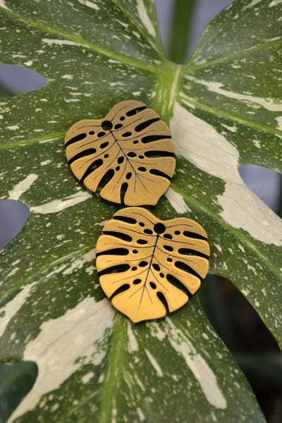 Monstera Deliciosa (Gold)